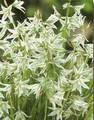 Ornithagalum Nutans (Star of Bethlehem)